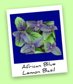 African Blue Lemon Basil African Blue Lemon Basil