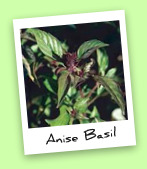 Anise Basil Anise Basil