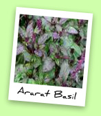 Ararat Basil Ararat Basil