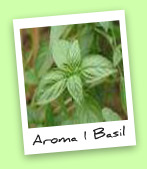 Aroma 1 Basil Aroma 1 Basil