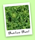 Basilico Basil Basilico Basil