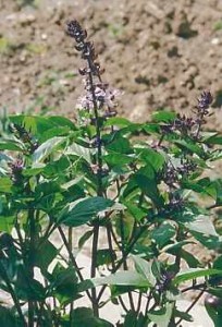 Blue Spice Basil
