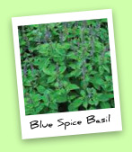 Blue Spice Basil Blue Spice Basil