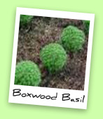 Boxwood Basil Boxwood Basil