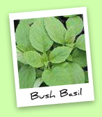 Bush Basil Bush Basil