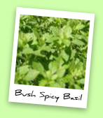 Bush Spicy Basil Bush Spicy Basil
