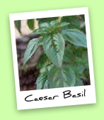 Caesar Basil Caesar Basil