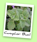 Camphor Basil Camphor Basil