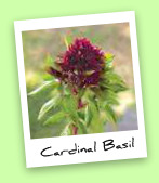 Cardinal Basil Cardinal Basil