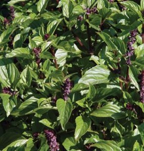Christmas Basil