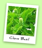 Clove Basil Clove Basil