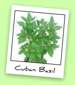 Cuban Basil