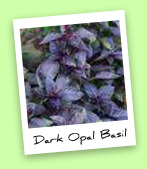 Dark Opal Basil Dark Opal Basil