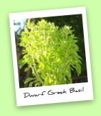 Dwarf Greek Basil Dwarf Greek Basil