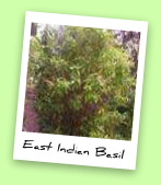 East Indian Basil East Indian Basil
