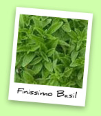 Finissimo Basil Finissimo Basil