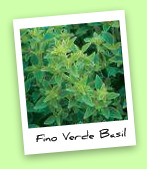Fino Verde Basil Fino Verde Basil