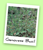 Genovese Basil Genovese Basil