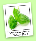 Genovese Special Select Basil