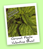 Grandi Foglie Valentino Basil Grandi Foglie Valentino Basil