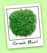 Dwarf Greek Basil