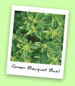 Green Bouquet Basil Green Bouquet Basil