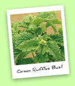 Green Ruffles Basil Green Ruffles Basil