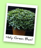 Holy Green Basil Holy Green Basil