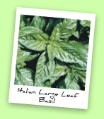 Italian Large Leaf Basil Italian Large Leaf Basil