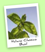 Italiano Classico Basil