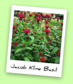 Jacob Kline Basil