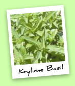 Key Lime Basil Key Lime Basil