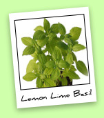 Lemon Lime Basil Lemon Lime Basil