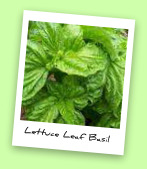 Lettuce Leaf Basil Lettuce Leaf Basil