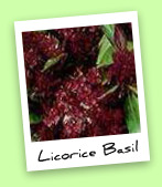 Licorice Basil Licorice Basil