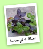 Limelight Basil Limelight Basil