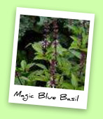 Magic Blue Basil Magic Blue Basil