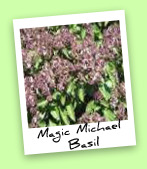 Magic Michael Basil Magic Michael Basil