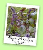 Magic Mountain Basil Magic Mountain Basil