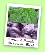 Mammoth Green and Purple Basil Mammoth Green and Purple Basil