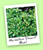 Marseillais Dwarf Basil Marseillais Dwarf Basil