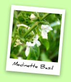 Medinette Basil Medinette Basil