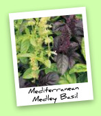 Mediterranean Medley Basil Mediterranean Medley Basil