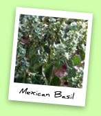 Mexican Basil Mexican Basil