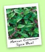 Mexican Cinnamon Spice Basil Mexican Cinnamon Spice Basil