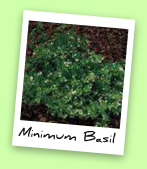 Minimum Basil Minimum Basil