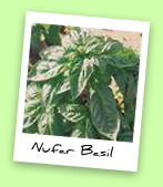 Nufar Basil Nufar Basil