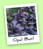Opal Basil Opal Basil