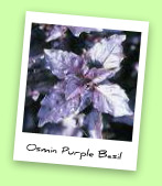 Osmin Purple Basil Osmin Purple Basil