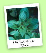 Persian Anise Basil Persian Anise Basil